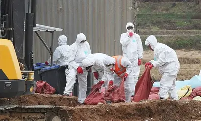 닭 200여 마리가 집단폐사 해 AI 의심 신고가 접수된 경기도 화성시의 한 종계 농장에서 지난 11월 30일 오후 방역 관계자들이 살처분 하고 있다. 사진=연합뉴스