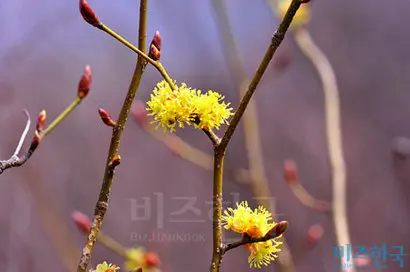 생강나무 수꽃, 꽃이 암꽃보다 크고 수술이 풍성하며 빽빽하게 달린다.