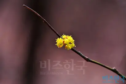 생강나무 암꽃은 꽃이 빈약하고 암술머리가 꽃 밖으로 튀어나온다.