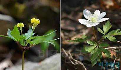 회리바람꽃(왼쪽)과 들바람꽃. 태백바람꽃의 꽃 모양은 이들의 중간 형태라 할 수 있다.