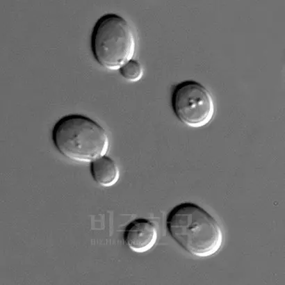효모는 균류의 미생물로서, 산소가 부족한 상황에서 당분을 먹고 호흡을 하여 에너지를 만들면서 부산물로 알코올을 만들어낸다.