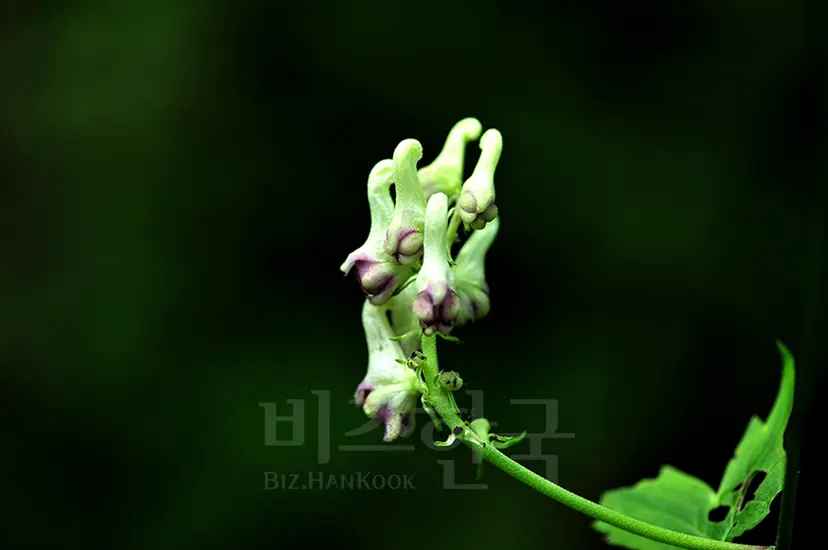 진범은 꽃이 연한 자주색으로 피고, 흰진범은 꽃이 연한 노란빛을 띤 흰색으로 피므로 ‘흰진범’이라 했다. 사진=필자 제공