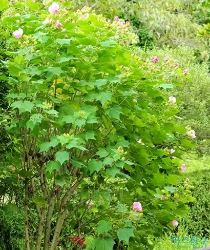 부용(사진)은 나무, 즉 목본이고, 미국부용은 풀, 즉 초본이다. 요즘 화단에서 보는 것은 안타깝게도 대부분 미국부용이다. 사진=필자 제공