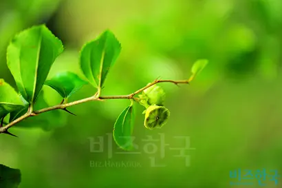 갯대추는 야생 대추가 아니다. 열매(사진)도 대추와 달리 먹을 수 없다. 꽃이 대추나무와 비슷하고 해변에 자라 갯대추라는 이름이 붙었다. 사진=필자 제공