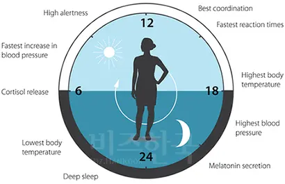 생체시계에 따른 인체의 변화. 사진=노벨위원회
