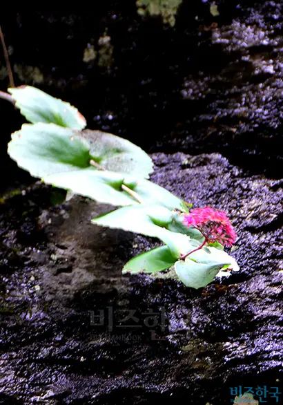 꿩의비름 속(屬)의 다른 식물들과 달리 둥근잎꿩의비름은 스스로 생육지를 넓혀가면서 널리 퍼지지 못한다. 사진=필자 제공