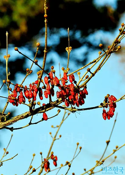 산수유 열매는 겨울에는 배고픈 새의 먹이가 되고, 사람에게는 유익한 한약재로 쓰인다. 사진=필자 제공