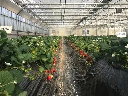 논산딸기시험장에서 육종 중인 딸기들에겐 아직 이름이 없다. 게다가 대부분은 도태된다. ‘J150311’하는 식의 이름은 ‘15년도에 J가 교배한 3-11번이라는 의미. 사진=이해림 제공