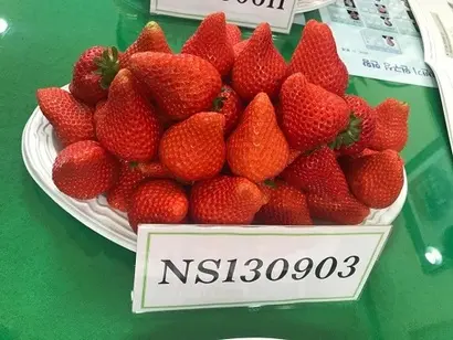 장장실에서 비교 테이스팅한 10종의 딸기 중 가장 많은 기대를 모은 새 품종. 사진=이해림 제공