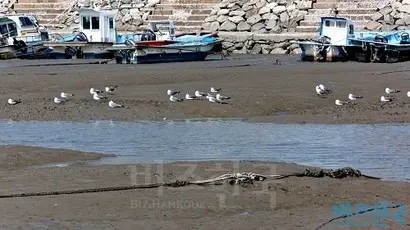 남양만 일대는 도요류 서식지로도 유명하다. 사진=고성준 기자