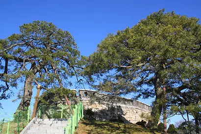 초지진은 미국의 신미양요뿐 아니라 프랑스의 병인양요, 일본 운요호 사건의 격전지이기도 하다. 초지진 앞의 소나무(왼쪽)에는 당시의 포탄 자국이 남아 있다. 사진=구완회 제공