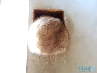 야생동물카페에 있는 동물들은 몸을 숨기거나 제자리를 왔다 갔다 하는 등 이상행동을 보였다. 사진=김명선 기자
