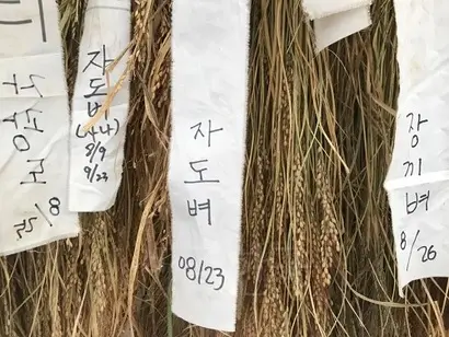 우보농장 이근이 대표가 올해 재배한 150여 가지 재래종 벼를 전시했다. 사진=이해림 제공