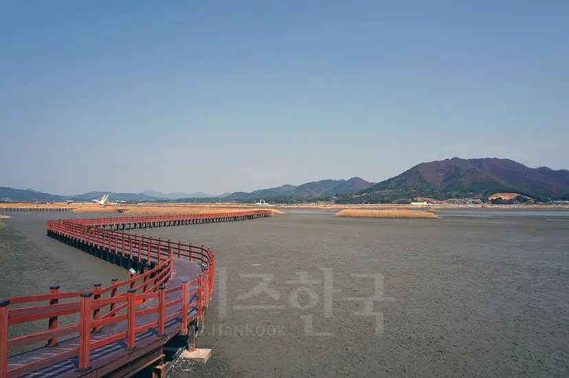 20만 평의 갈대군락지에 1000여 종의 생명을 품은 강진만생태공원은 생태다양성의 보고다. 갯벌과 갈대밭 사이의 나무데크를 한가로이 걷거나 자전거로 생태공원 둘레길을 한 바퀴 돌아볼 수도 있다. 사진=구완회 제공