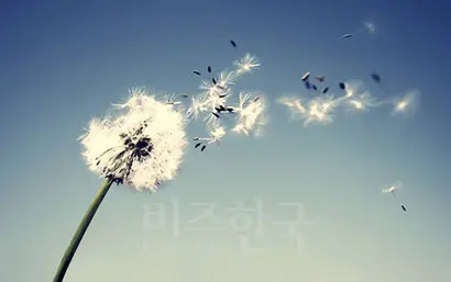 민들레 씨앗이 날아가는 방향을 보면 바람의 방향을 알 수 있듯이 은하에서 씻겨 나가는 가스 물질의 흐름을 보면 은하가 은하단 속에서 어떻게 헤엄치고 있는지를 알 수 있다.