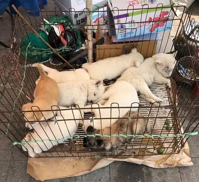 6월 4일 방문한 모란시장. 불법 반려견·반려묘 판매가 성행하고 있다. 사진=박해나 기자