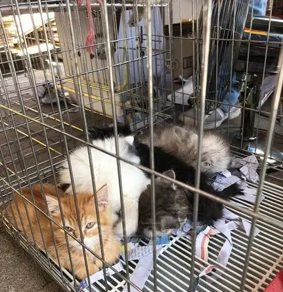 6월 4일 방문한 모란시장에서 판매 중인 반려동물은 50마리가 넘었다. 사진=박해나 기자