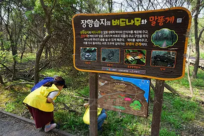 장항습지에서 버드나무와 말똥게는 공생한다. 버드나무는 말똥게에게 집과 식량을 주고, 말똥게는 버드나무에게 비료를 제공하고 뿌리가 숨을 쉴 수 있게 해준다. 사진=구완회 제공