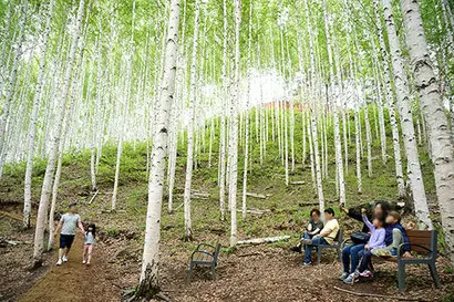 인제군 원대리의 자작나무 명품숲은 수십만 그루의 자작나무가 모여 이룬 순백의 세상이다. 사진=구완회 제공