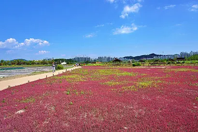 공원 곳곳을 예쁜 자색으로 물들이는 칠면초는 대표적인 사구식물이자 염전 주변에 많은 염생식물. 사진=구완회 제공