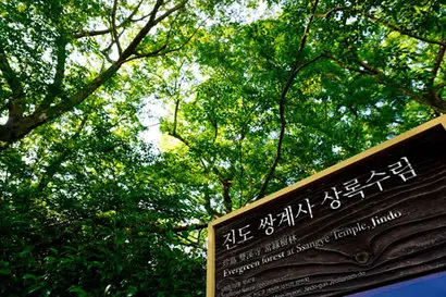 쌍계사 상록수림은 첨찰산을 휘감아 돈다. 운림산방과 쌍계사는 담장도 없이 이웃해 있어서 쌍계사 상록수림은 소치의 산책로였다고 한다. 사진=구완회 제공