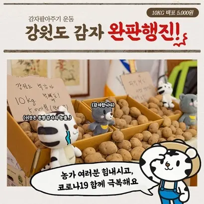 농가가 생산한 감자가 소비자까지 전달되기까지는 복잡한 유통 과정을 거친다. 이번 강원도처럼 지자체가 중개인을 거치지 않고 직접 판매하는 등의 특별한 경우가 아니면 농가의 소득이 늘어나진 않는다. 사진=강원도청 페이스북