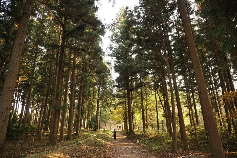 고인돌 구경을 마친 뒤에는 편백나무 숲길을 걸어보는 건 어떨까. ‘장흥 9경’ 중 으뜸인 정남진편백숲우드랜드는 대한민국 최고의 힐링 숲이자 생태체험의 메카다. 사진=구완회 제공