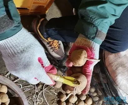 노란색 노끈을 말아 만든 도구를 이용하면 감자 싹을 쉽게 제거할 수 있다. 사진=박찬웅 기자