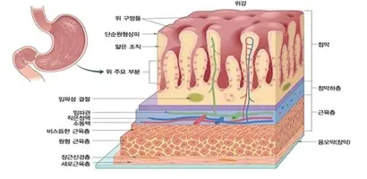 위장 점막이면 조직.