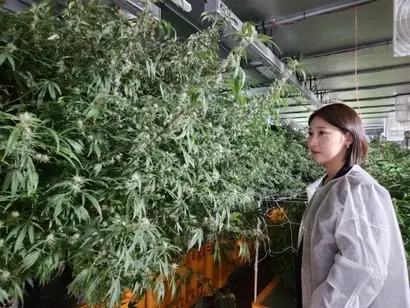 노수향 농부심보 대표가 재배 중인 대마를 둘러보고 있다. 사진=봉성창 기자