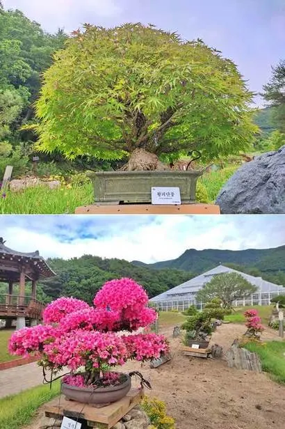 양구수목원 내 분재관에 있는 분재들. 사진=구완회 제공