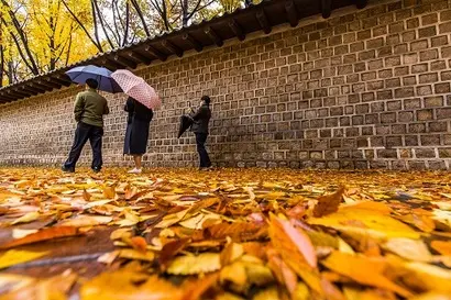 서울 종로구 덕수궁 돌담길. 사진=최준필 기자