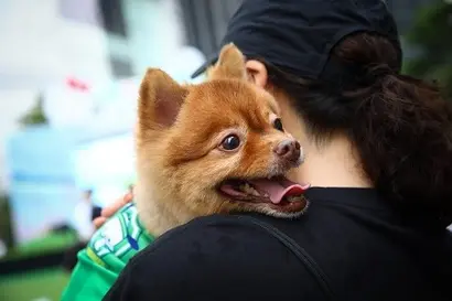 3월부터 음식점 내 반려동물 동반 출입이 합법화됐다. 사진=임준선 기자
